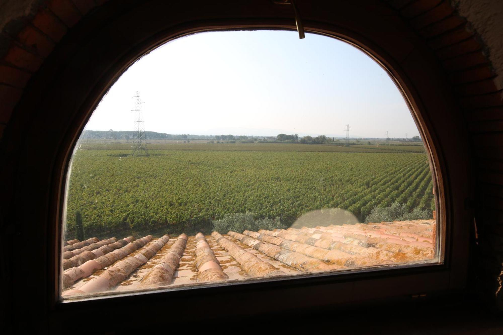 Podere Campo Alle Serpi Bibbona Extérieur photo